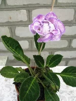 IMG_1296.webp