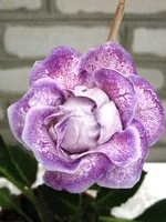 IMG_1298.webp