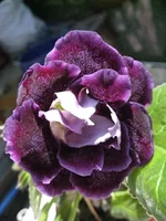 IMG_1332.jpg1.webp