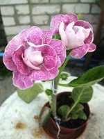 IMG_1268.jpg1.webp