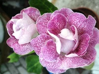 IMG_1273.jpg1.webp