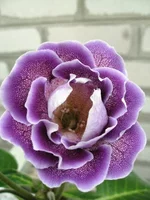 IMG_1290.jpg1.webp