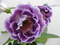 IMG_1342.jpg1.webp