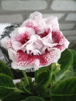 IMG_1396.jpg1.webp