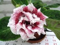 IMG_1398.jpg1.webp
