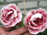 IMG_1393.jpg1.webp