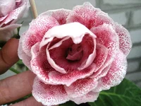 IMG_1394.jpg1.webp