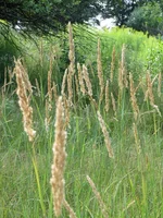 IMG_9610.JPG