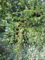 IMG_9700.JPG
