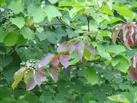 IMG_9746.JPG