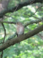 IMG_9782.JPG