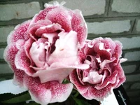 IMG_1400.jpg1.webp