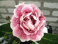 IMG_1403.jpg1.webp