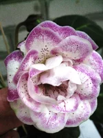 IMG_1418.jpg1.webp