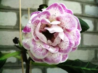 IMG_1413.jpg1.webp