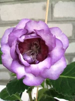 IMG_1379.jpg1.webp