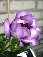 IMG_1380.jpg1.webp