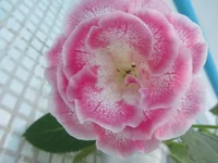 .webp