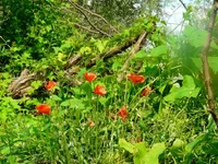 006.webp