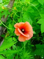 007.webp