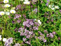 043.webp