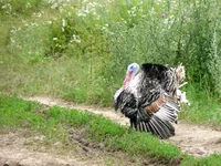 080.webp