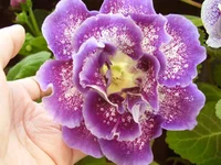 .webp