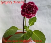 170720132996.webp