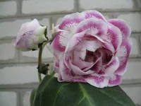 IMG_1437.jpg1.webp