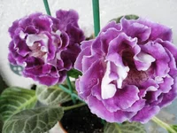 IMG_1459.jpg1.webp