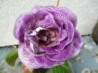 IMG_1467.jpg1.webp