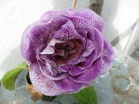 IMG_1472.jpg1.webp