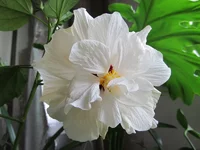 7ySzheugtD.webp