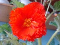 Fimbriata (лососиевая).webp