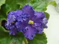 Reining Beauty.webp