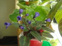 Vallarta Campanas Moradas2.webp