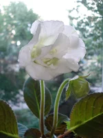 White Bird1.webp