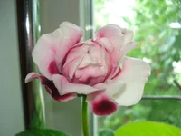 .webp