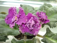 -Фараон3.webp