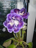 .webp