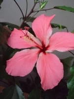 DSC00675.webp
