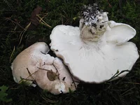 Albatrellus_ovinus_3_BSL_20100918.webp