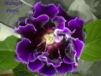 240720133101.webp