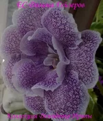 240720133110.webp