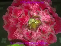 240720133132.webp