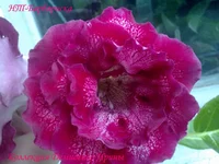 240720133137.webp