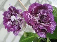 IMG_1550.jpg1.webp