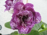 IMG_1556.jpg1.webp