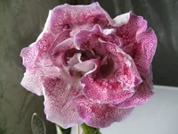 IMG_1561.jpg1.webp