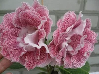 IMG_1531.jpg1.webp